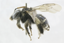 Female in lateral view, San Marcos Sierras, Córdoba (col. M. Geisa). Photo: L. Alvarez