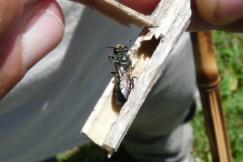 Male on nest