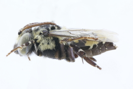 Female in lateral view, Chile (MLP)