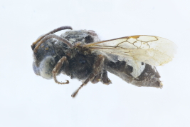 Female in lateral view, Choele-Choel, Río Negro (MLP)