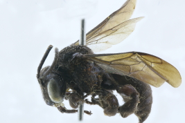 Male in lateral view, Felipe Solá, Buenos Aires (MLP)