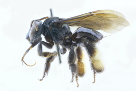 Female in lateral view, El Destino, Magdalena, Buenos Aires (MLP) Photo: M.Lucia