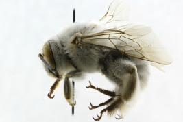 Lateral view of male of <i>Centris (Wagenknechtia) muralis</i> Burmeister, 1876. :La Rioja (MLP).