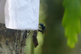 Male attracted to vanillin bait, CIES Iguazú Naional Park (Photo: L. Alvarez)