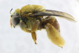 Lateral view of female of <i>Centris (Trachina) proxima</i> Friese, 1899