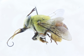 Lateral view of female of <i>Centris (Hemisiella) tarsata</i> Smith, 1874 