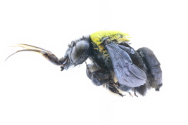 Lateral view of female of <i>Centris (Xanthemisia) bicolor</i> Lepeletier, 1841 (Photo: L. Alvarez)