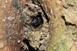 Nest entrance (F. Zamudio)