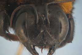 Female 