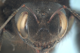 Female 