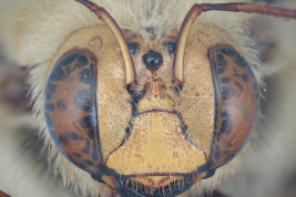 Male