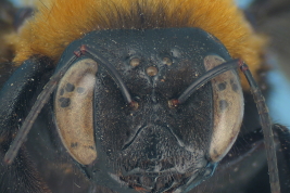 Female 