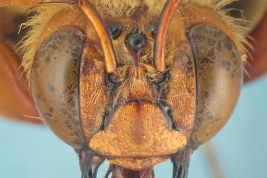 Male