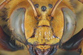 male