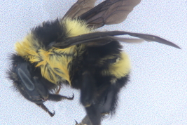 Worker in lateral view, Iguazú National Park, Misiones (MLP)