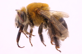 Lateral view of female of <i>X. (Peponapis) fervens</i> Smith, 1879 Photo: M. Lucia