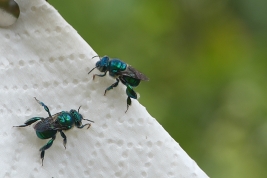 Males attracted by cineol bait, Teyú Cuaré, Misiones  (L. Alvarez)