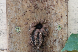 Nest entrance of a hive, San Antonio, Misiones, "La Mambuca" meliponary (Photo: L. Alvarez)