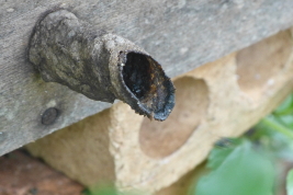 Nest entrance of a hive, San Antonio, Misiones, "La Mambuca" meliponary (L. Alvarez)