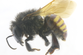 Worker in lateral view (Photo: L. Alvarez)