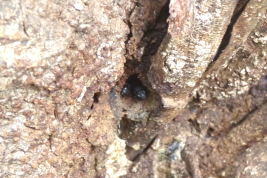 Nest entrance, San Antonio, Misiones (L. Alvarez)