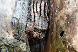 Nest entrance, Campo Ramón, Misiones (Photo: L. Alvarez)