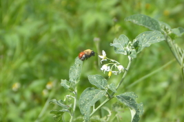 Female of <i>Centris tricolor</i> approaching a flower of <i>Solanum</i> sp. Valle Grande, Jujuy (Photo: L. Alvarez)