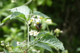 Female of <i>Centris tricolor</i> on a flower of <i>Solanum</i> sp. Valle Grande, Jujuy (Photo: L. Alvarez)