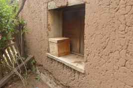 Hive of <i>Plebeia mansita</i>, Valle Grane, Jujuy (Photo: L. Alvarez)