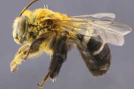 Female in lateral view, San Juan (MLP) Photo: M.Lucia