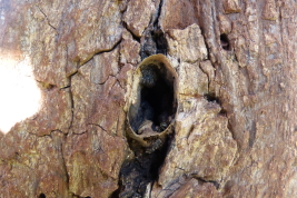 Nest entrance of a rustic hive, Campo Ramón, Misiones  (Photo: L. Alvarez)