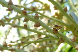 Worker of <i>T. fiebrigi</i> on an inflorescence of <i>Euterpe edulis</i> (Arecaceae) (Photo: L. Alvarez)