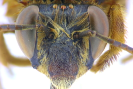 Female in frontal view, Iguazú National Park, Misiones (MLP). Photo: L. Alvarez