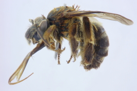 Female in lateral view, Iguazú National Park, Misiones (MLP). Photo: L. Alvarez