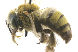 Female in lateral view (Photo: L. Alvarez)