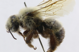 Male in lateral view, Jujuy, Argentina (IFML) (Photo: L. Alvarez)