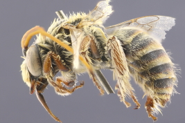 Male in lateral view (Photo: L. Alvarez)