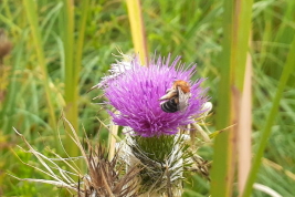 Female on <i>Cirsium vulgare</i>, Reserva Natural Provincial 'Puerto Mar del Plata', Buenos Aires. Photo: L. Alvarez