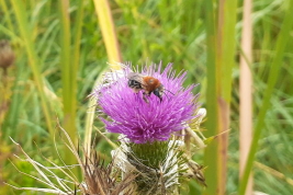 Female on <i>Cirsium vulgare</i>, Reserva Natural Provincial 'Puerto Mar del Plata', Buenos Aires. Photo: L. Alvarez