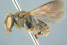 Worker in lateral view (Photo: L. Alvarez)