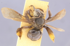 Female in dorsal view (MLP) Photo: M.Lucia