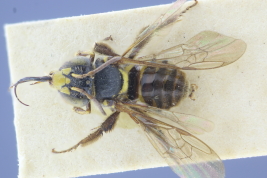 Male in dorsal view (MLP) Photo: M.Lucia