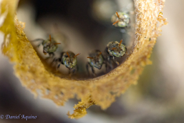 Nest entrance, Puerto Rico, Misiones (Photo: D. Aquino)