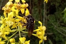 Female on <i>Heteropterys intermedia</i> (A. Juss) Griseb, San Ignacio, Misiones. Photo: J. P. Torretta