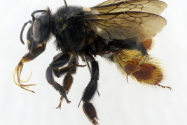 Female in lateral view, Misiones (MLP). Photo: L. Alvarez