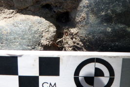 Nest entrance, San Pedro de Colalao, Tucumán (Photo: L. Alvarez)