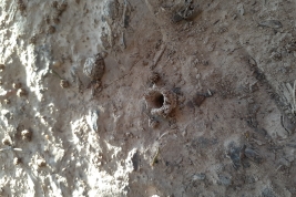 Nest entrance, Villa Paranacito, Entre Ríos (Photo: L. Alvarez)