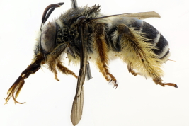 Lateral view of female of <i>Melissoptila fiebrigi</i>  (Photo: L. Alvarez)