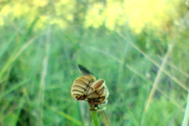 Sleeping male of <i>D. paraguayensis</i> (Photo: M. Aguirre)