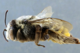 Female in lateral view of <i>Dasyhalonia (Pachyhalonia) sapucacensis</i>, Santa Fe (IFML) (Photo: L. Alvarez)